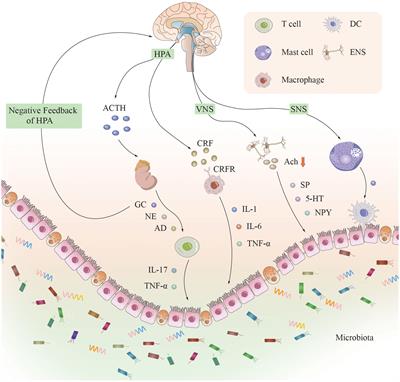 From gut to brain: understanding the role of microbiota in inflammatory bowel disease